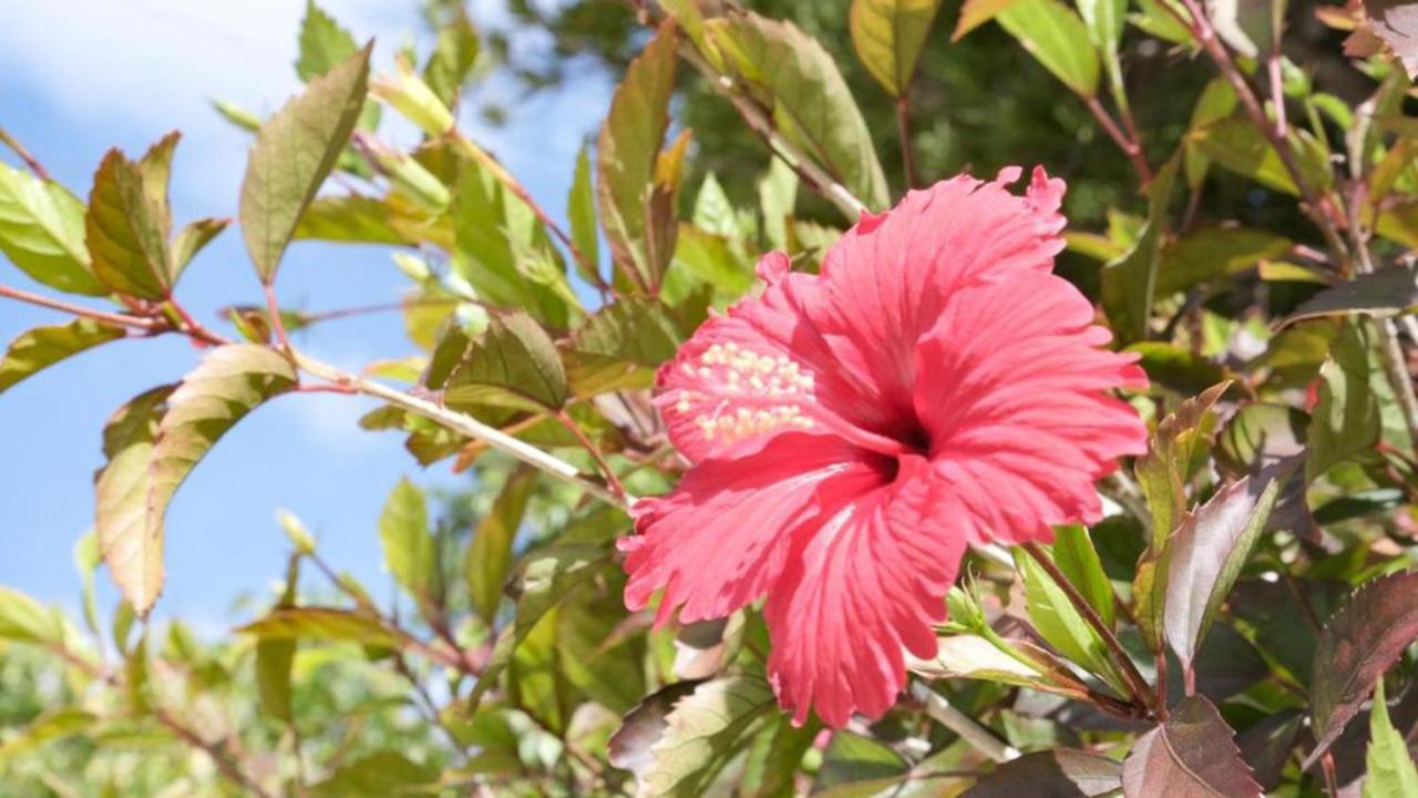 Toyoko Inn Okinawa Ishigaki-Jima Ishigaki  Kültér fotó